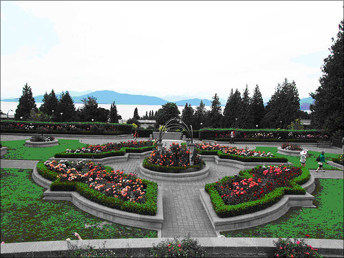 photo (73KB) : Rose garden on the campus of the University of British Columbia